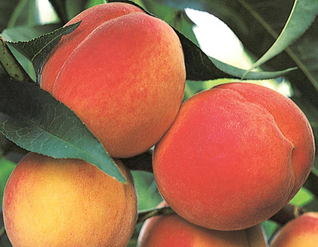 Georgia Peach Jars